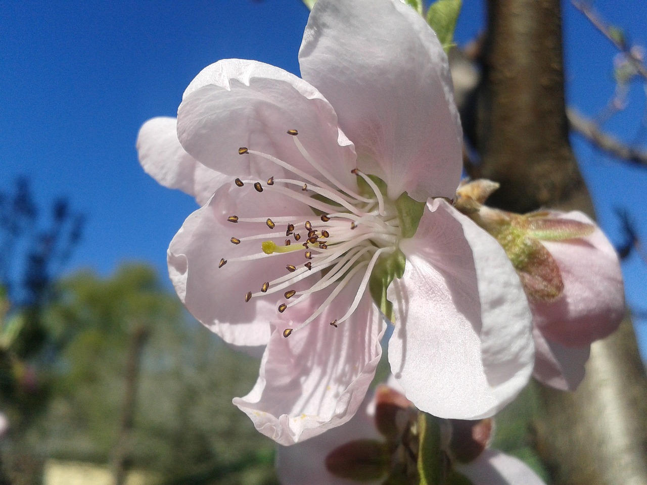 Image - peach color spring sky blue pink