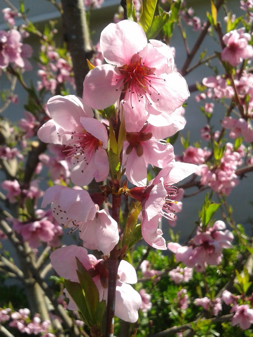 Image - peach color spring sky blue pink