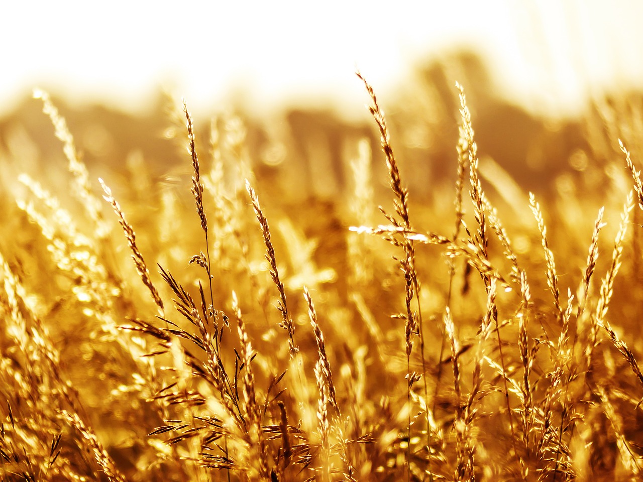 Image - summer grass grasses nature field