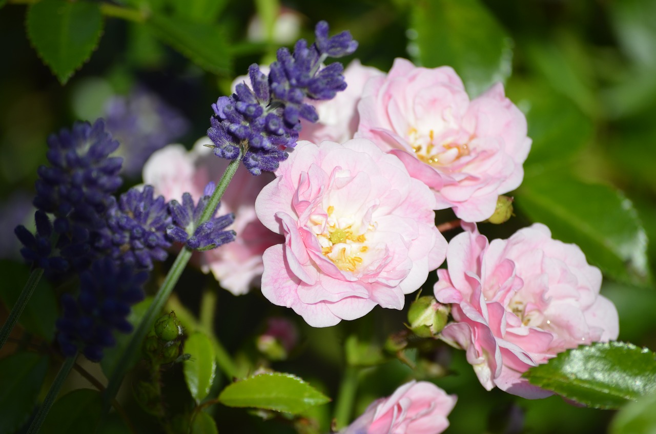 Image - pink roses lavender roses flowers