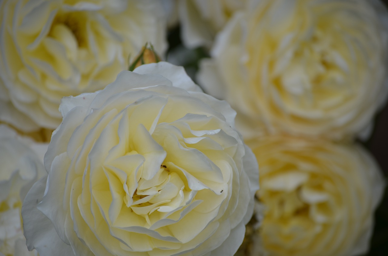 Image - white roses flowers nature miracle