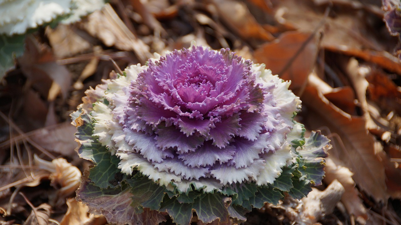 Image - flower purple japan