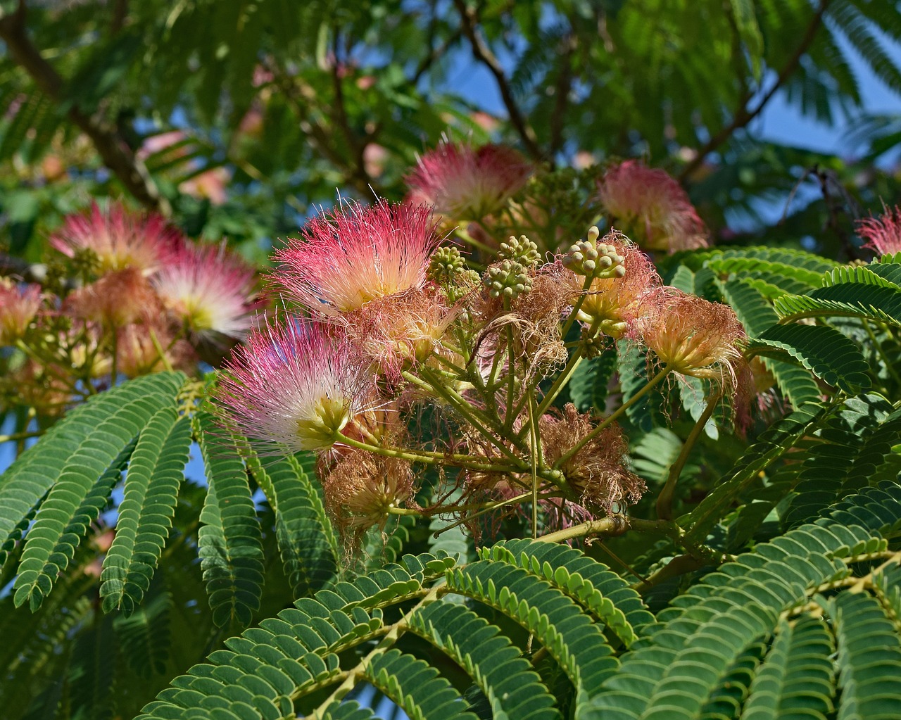 Image - red mimosa flower blossom bloom