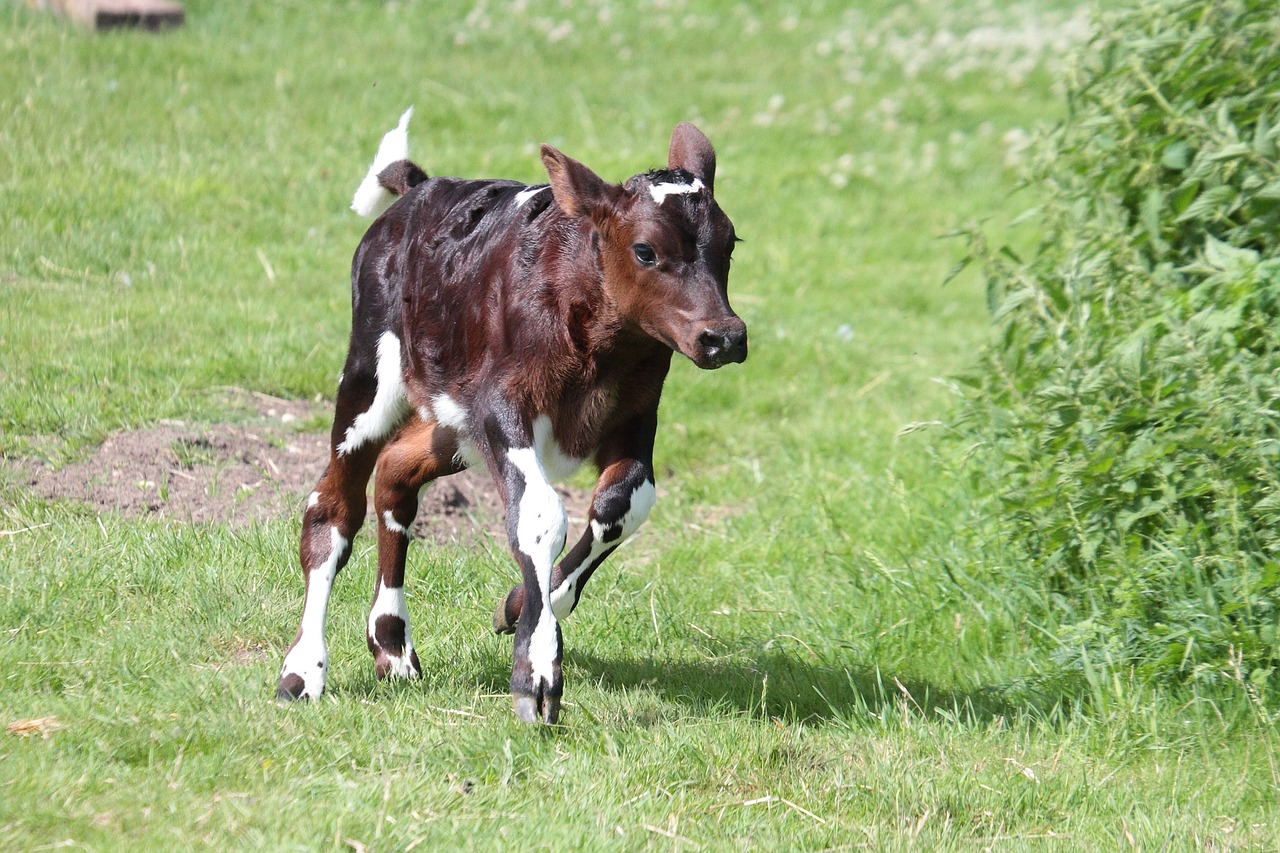 Image - calf animal cattle farm young