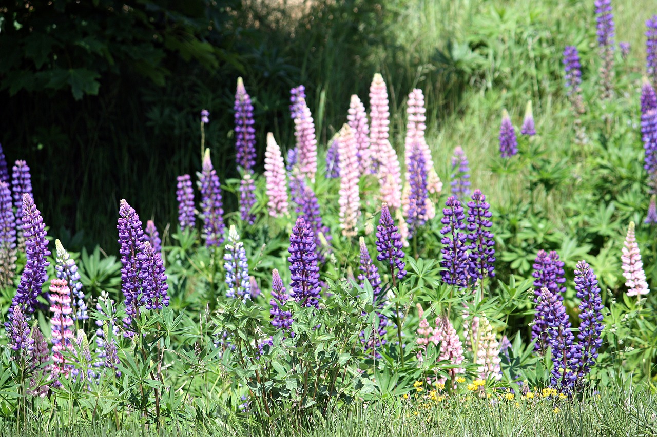 Image - flowers lupins sweden