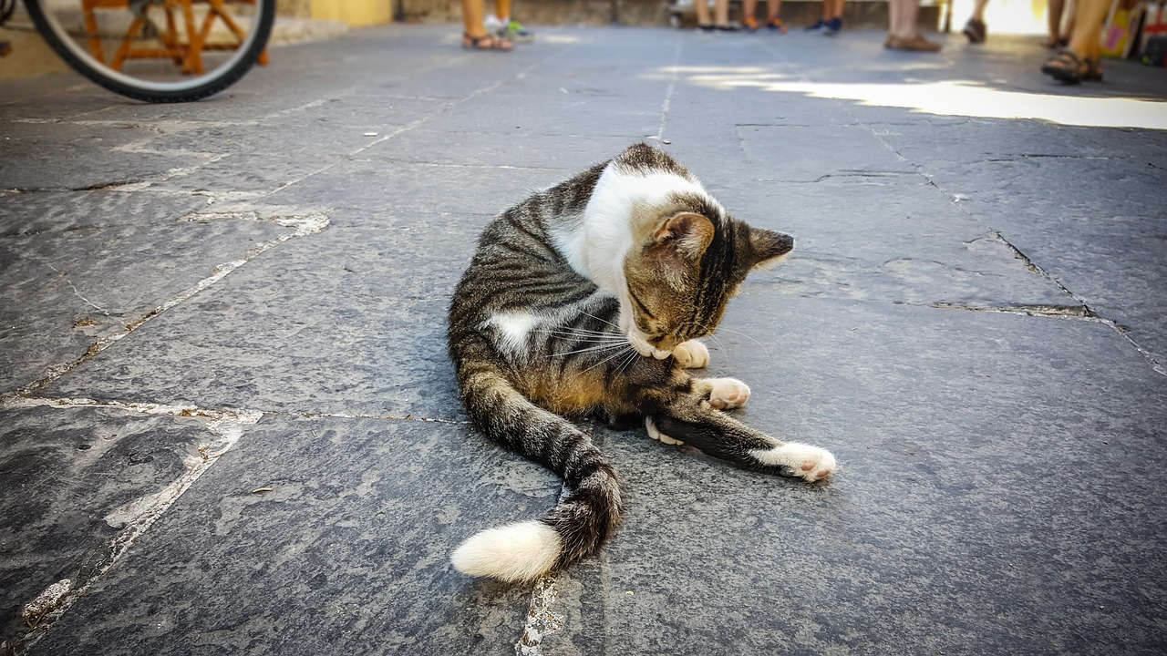 Image - cat stray feral greece greek