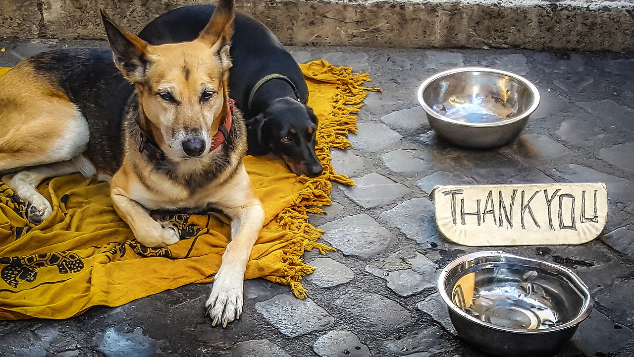 Image - dog beg beggar stray homeless