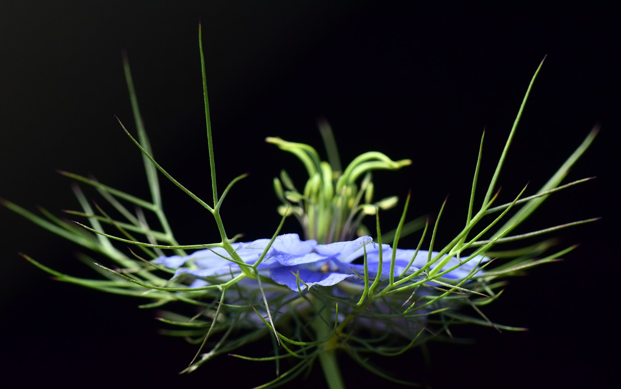 Image - virgin in the green nigella damascena