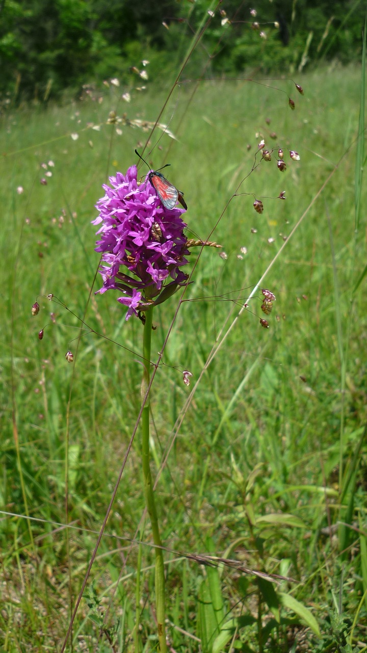 Image - pyramid orchis with blood droplets