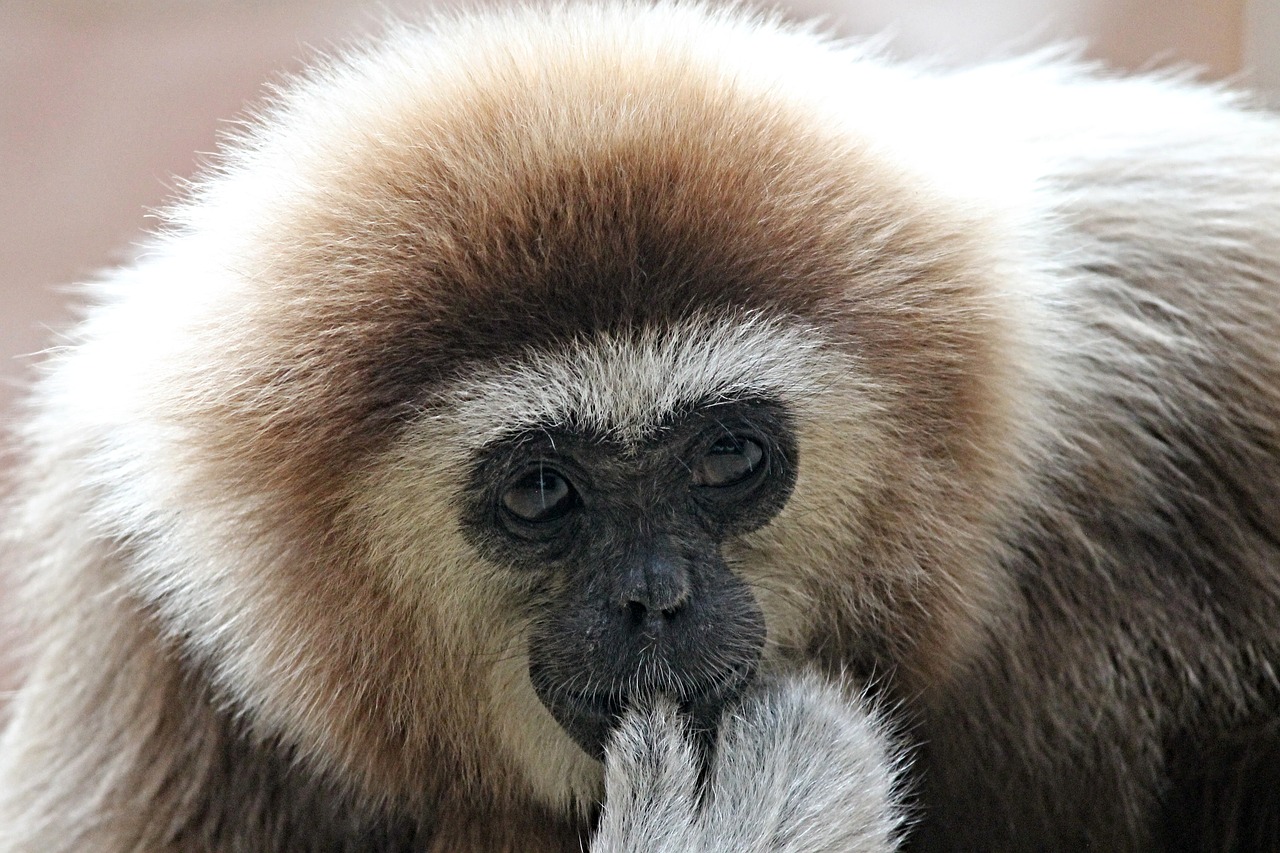 Image - white handed gibbon gibbon monkey