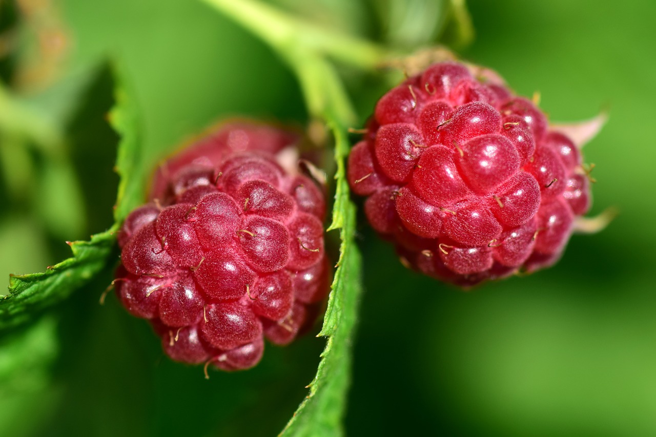 Image - raspberries ripe immature red