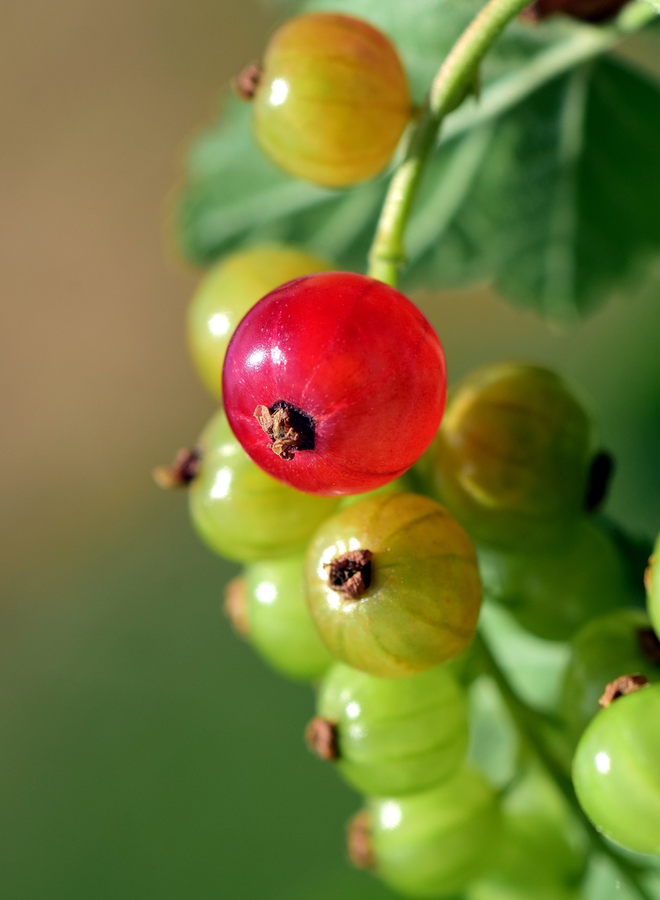 Image - currant panicle fruit garden red