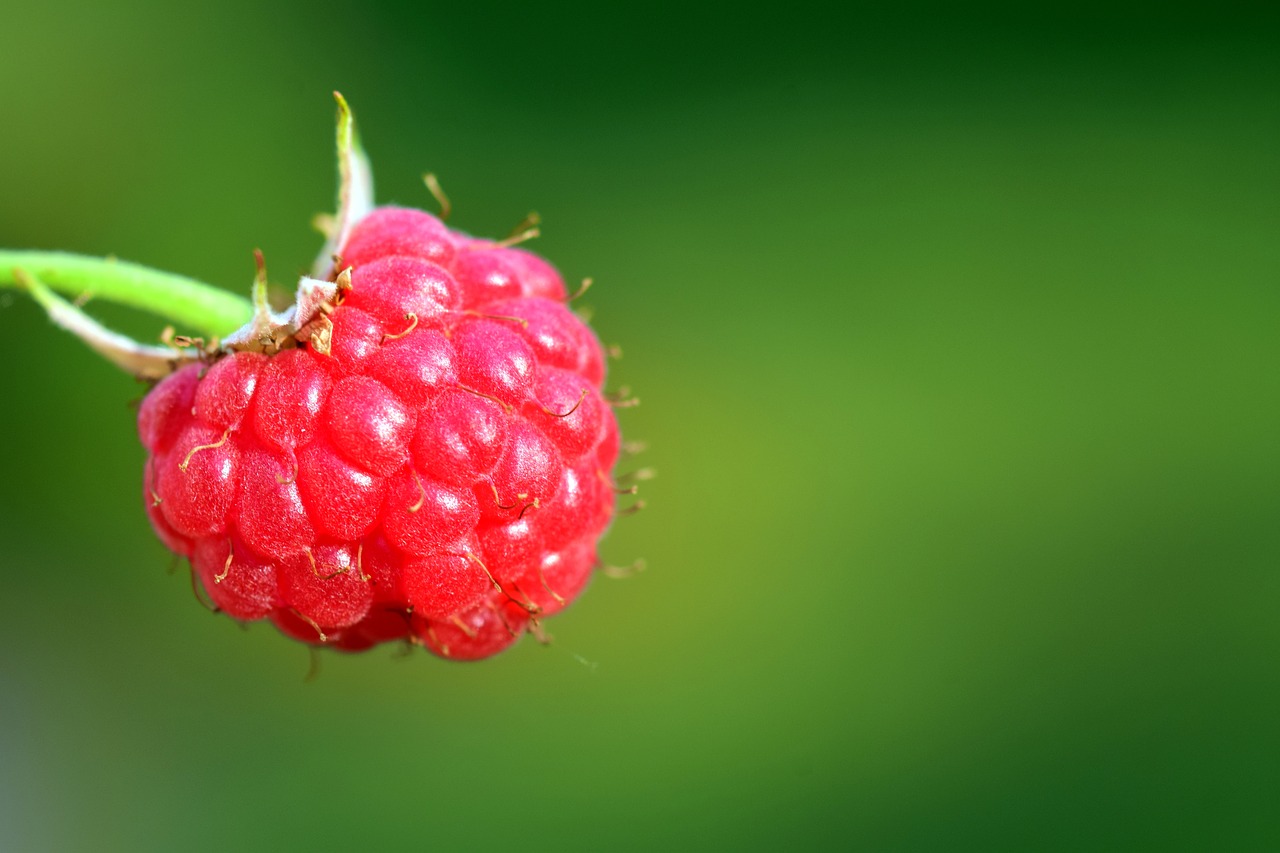 Image - raspberry red sweet fruit berries