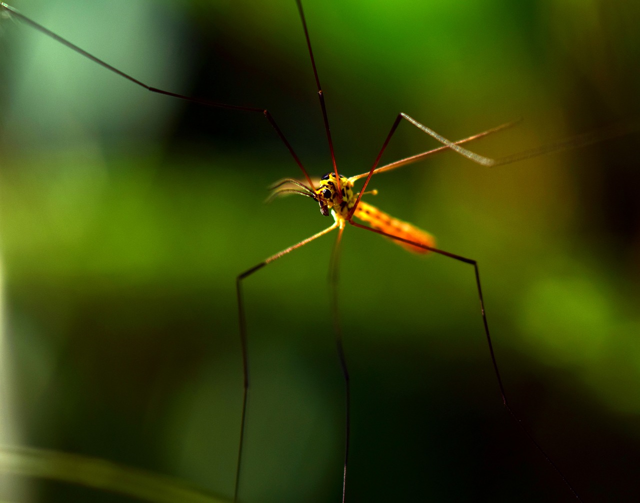 Image - mosquito insect nature sting close