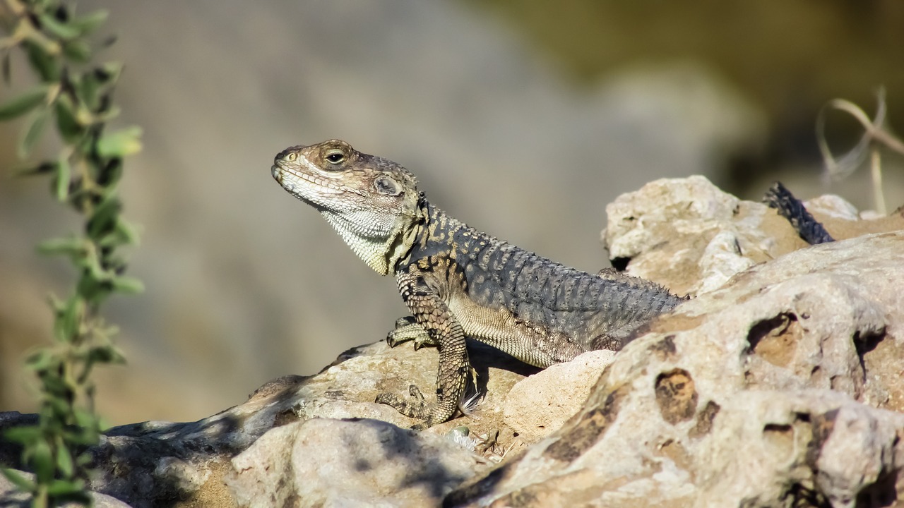 Image - stellagama stellio cypriaca lizard