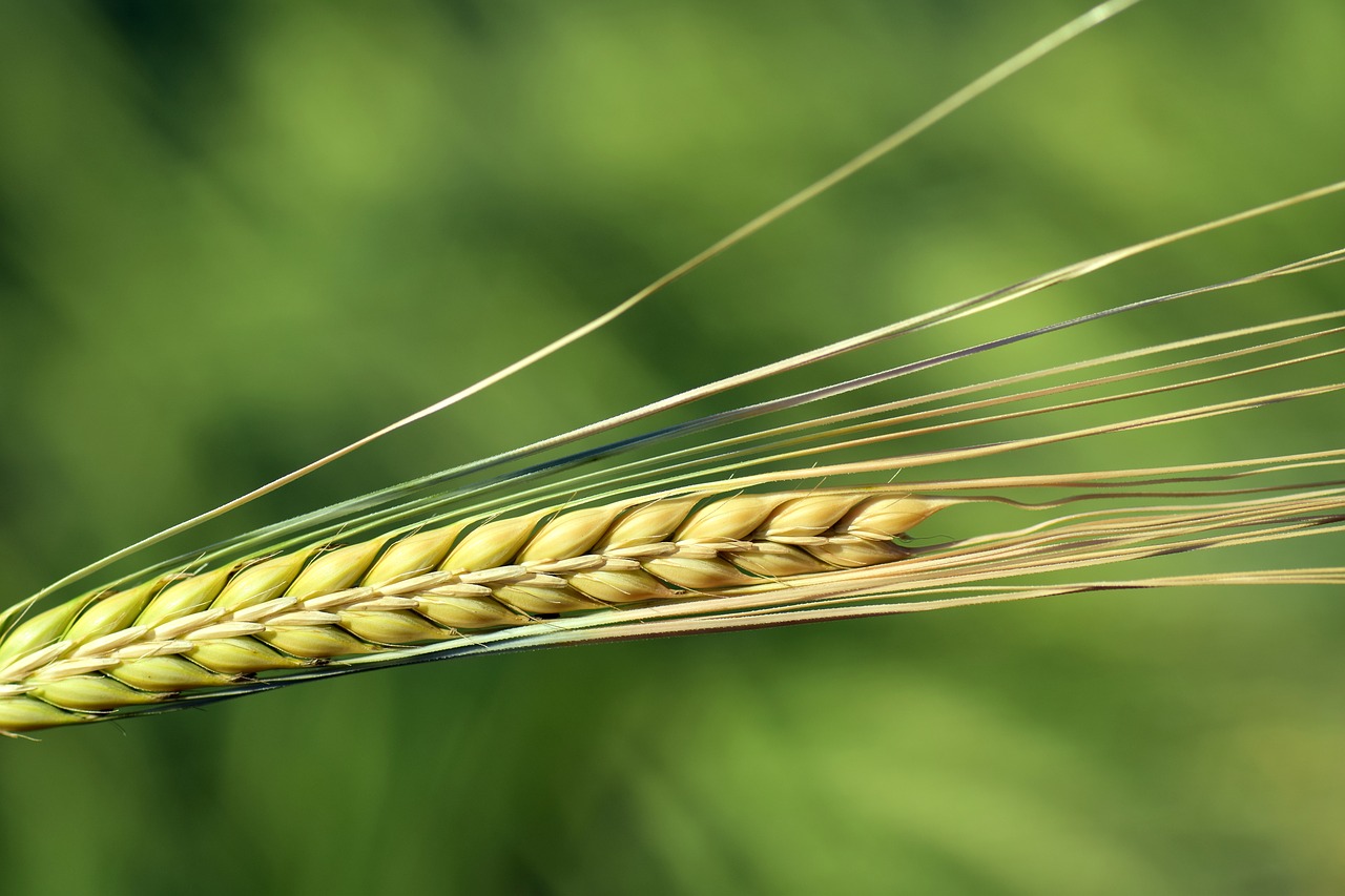 Image - barley ear cereals close