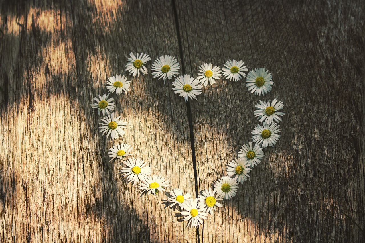 Image - love daisies spring summer rest