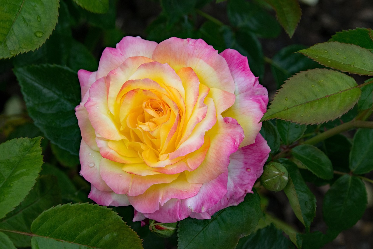 Image - rose pillnitz shrub rose flowers