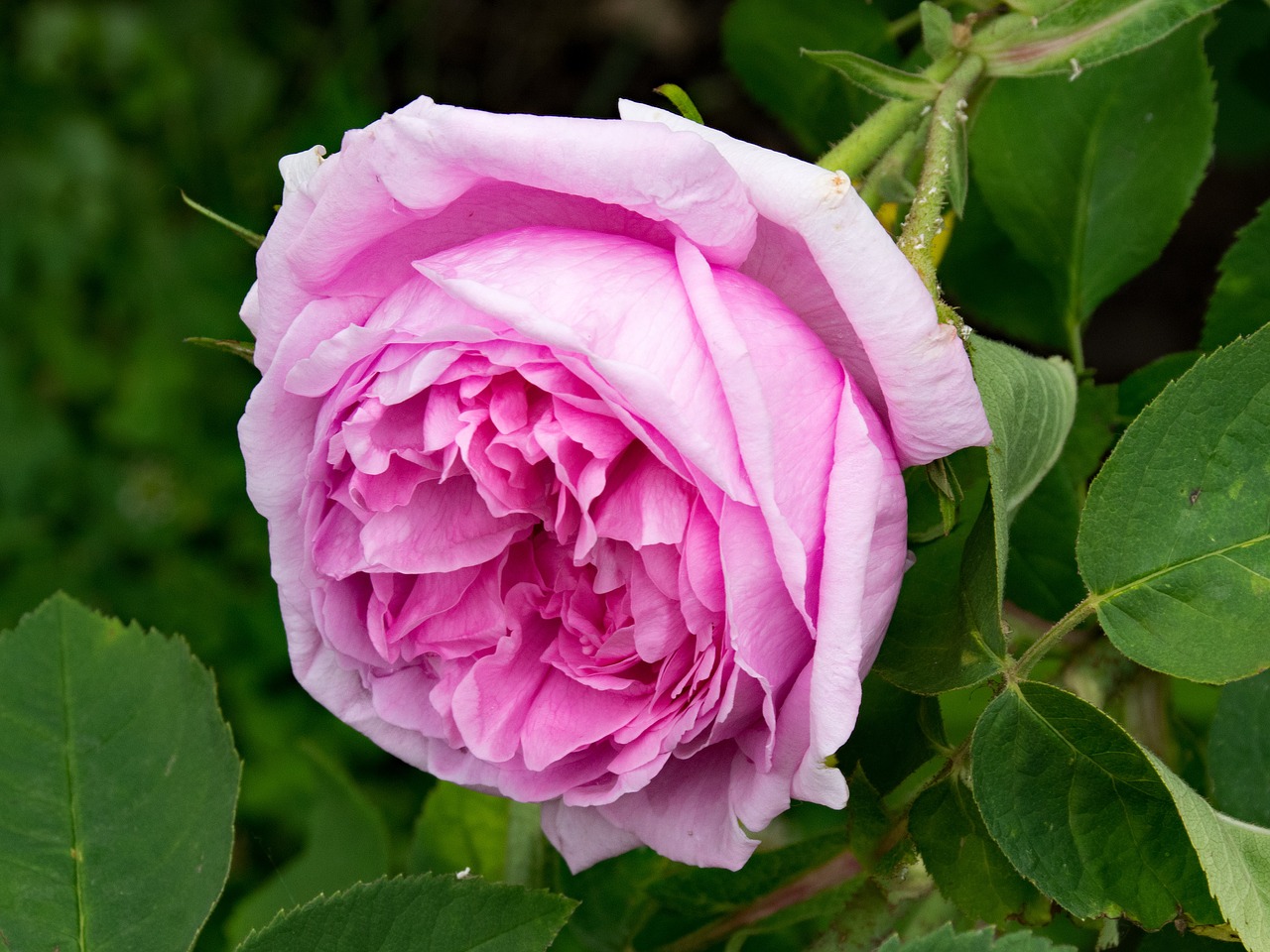 Image - rose mme boll portland rose