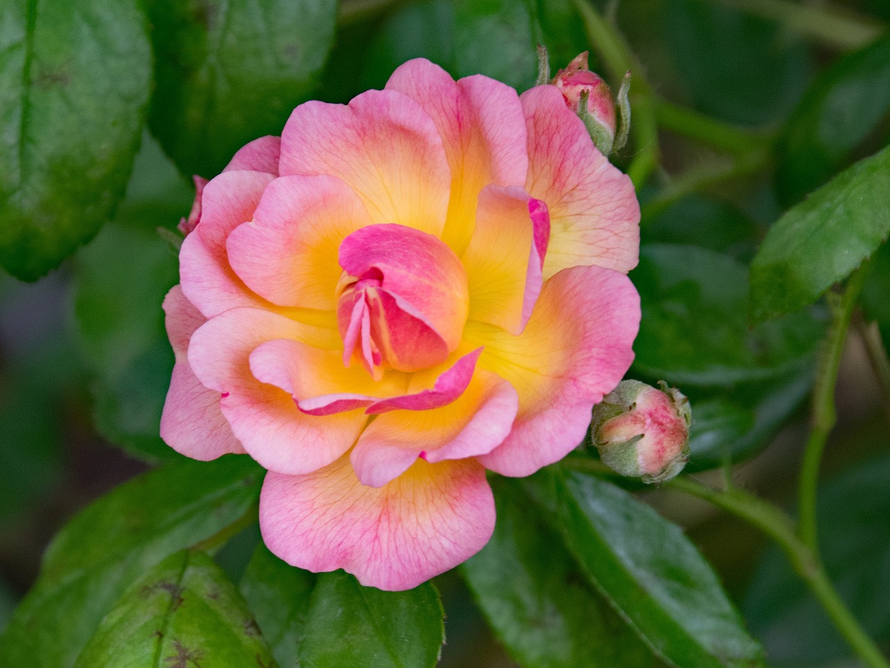 Image - rose professor c s sargent