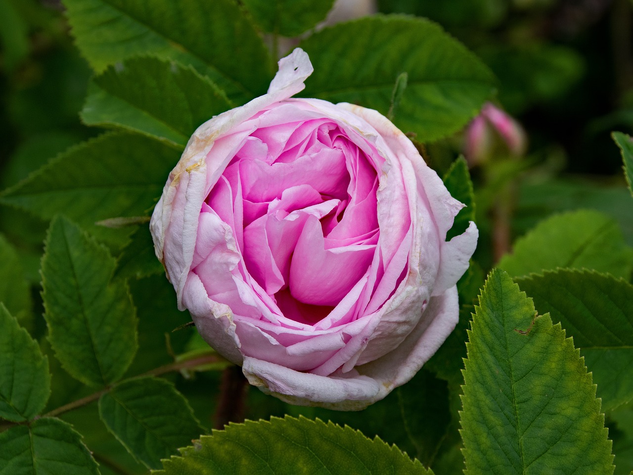 Image - historical rose mme edouard ory