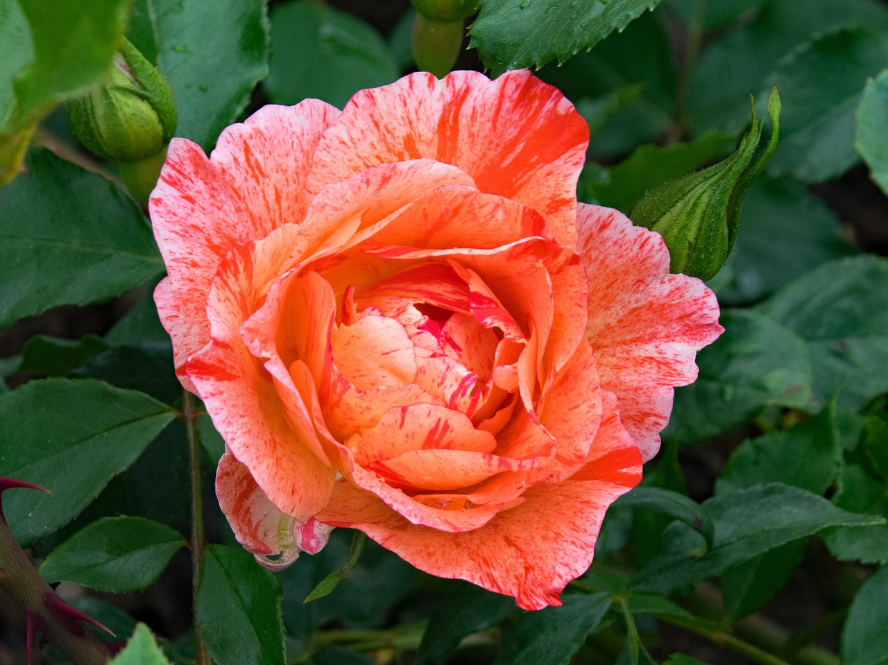 Image - french rose grimaldi flowers pink