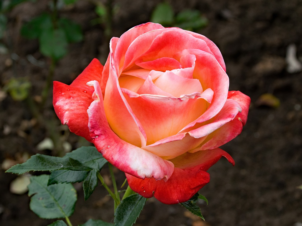 Image - rose vendée impériale floribunda