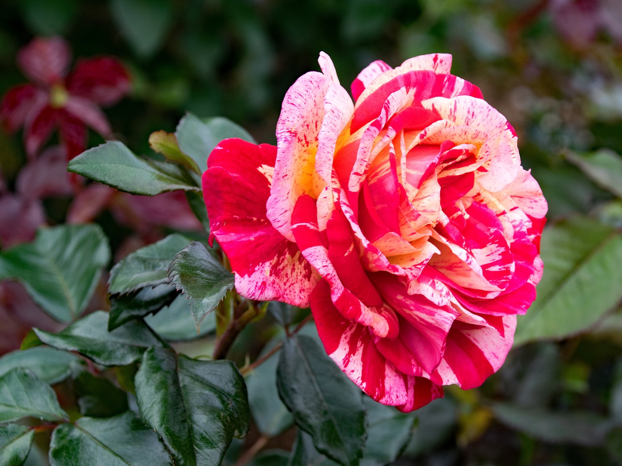 Image - rose brocéliande floribunda flowers