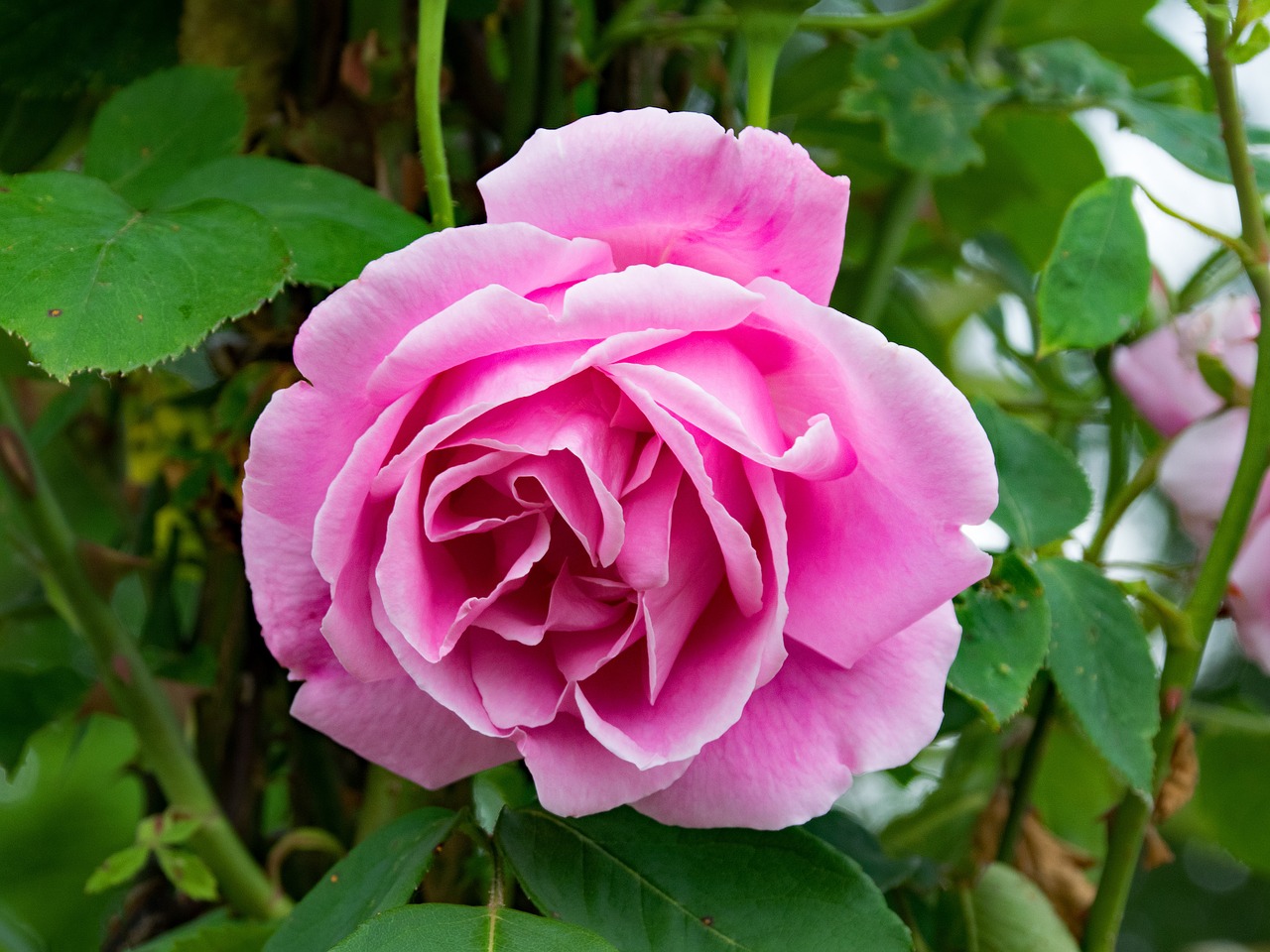 Image - rose mme caroline testout