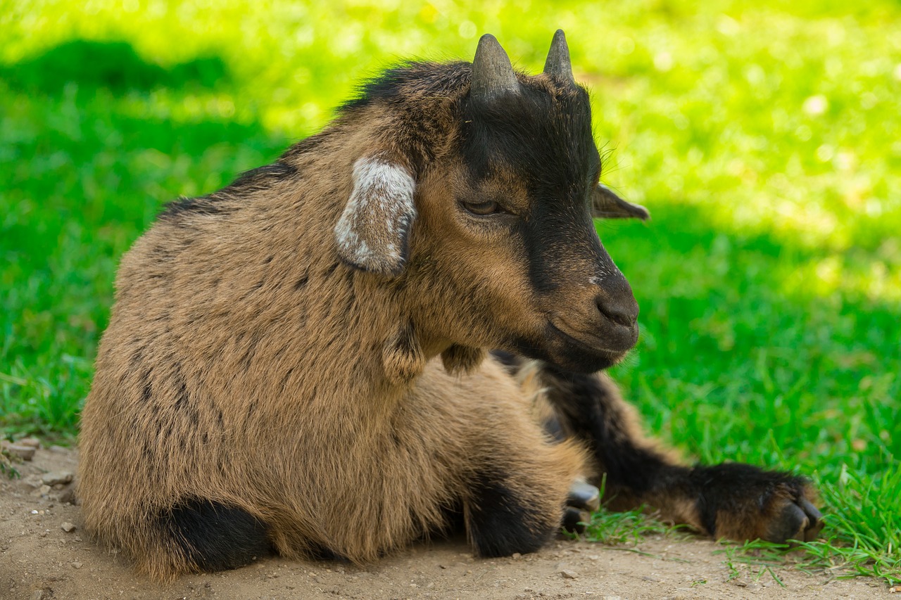 Image - goat dwarf goat domestic goat