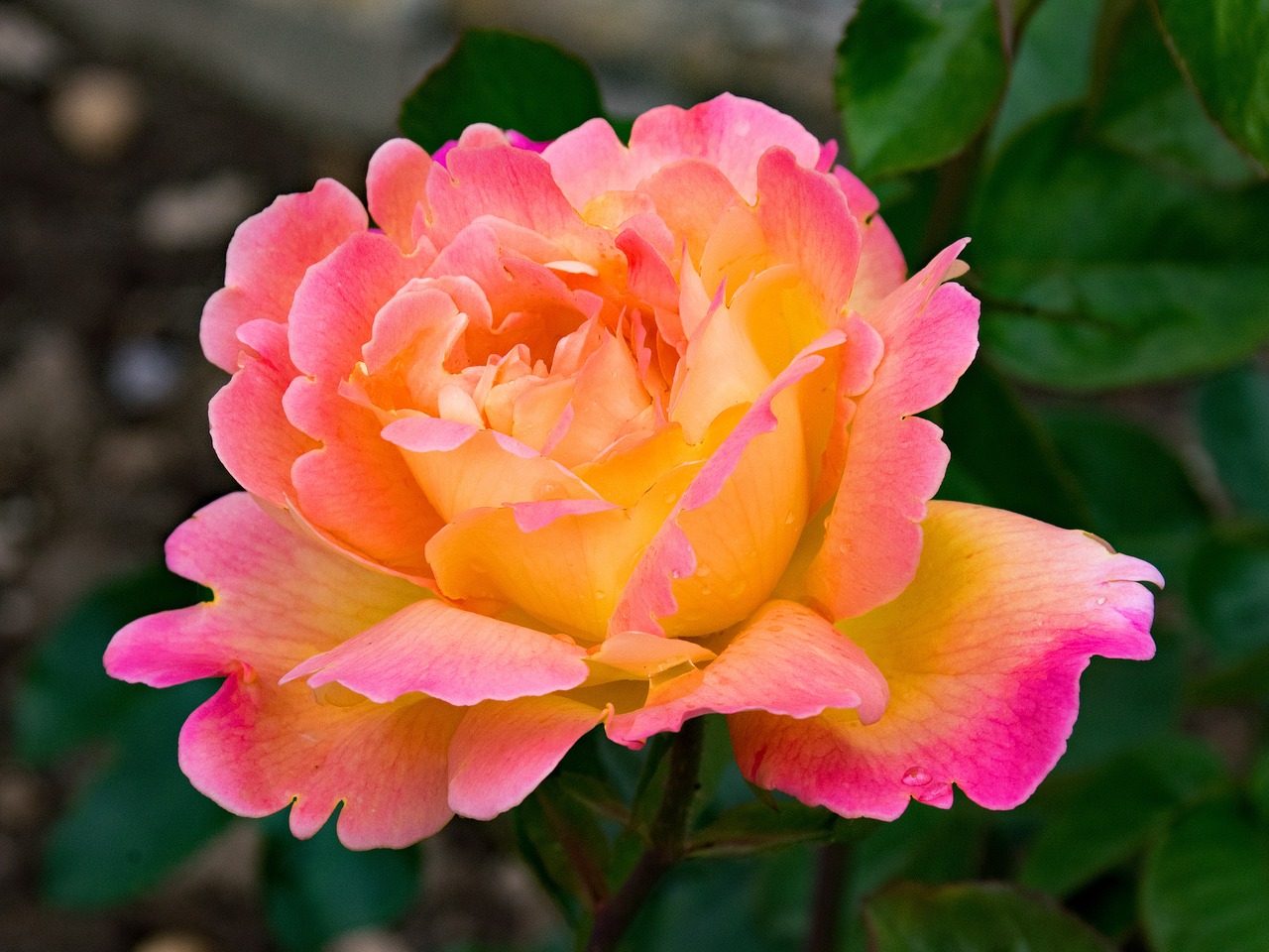 Image - rose hybrid of tea tahiti flowers