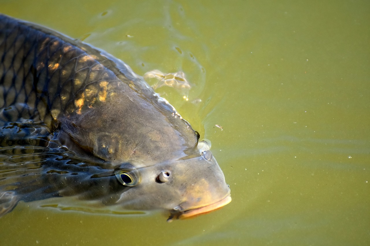 Image - carp fish water swim foot open