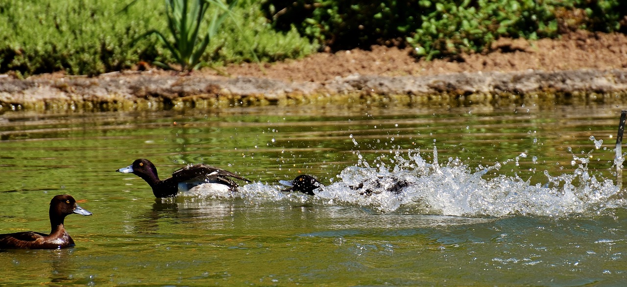 Image - tufted duck ducks play action cute