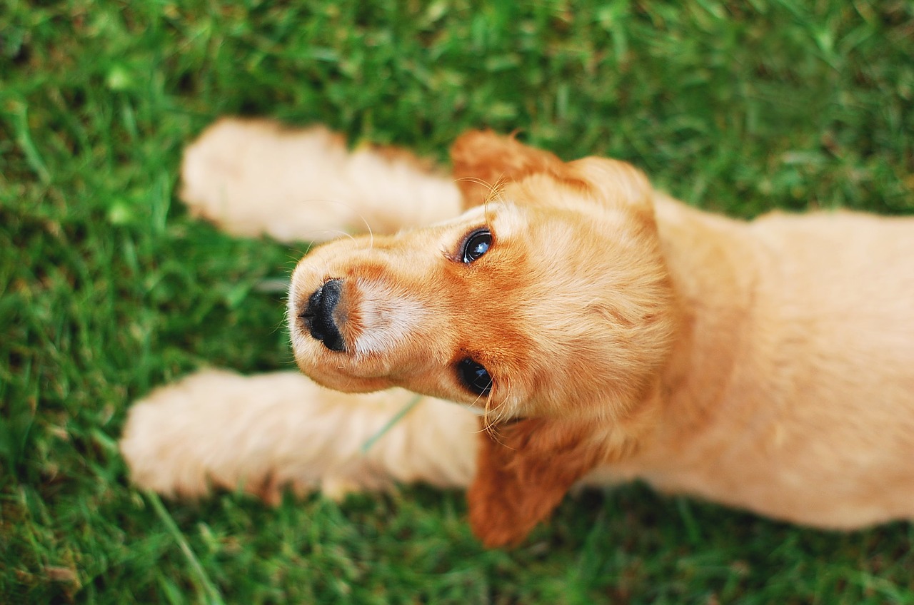 Image - cocker spaniel english dog