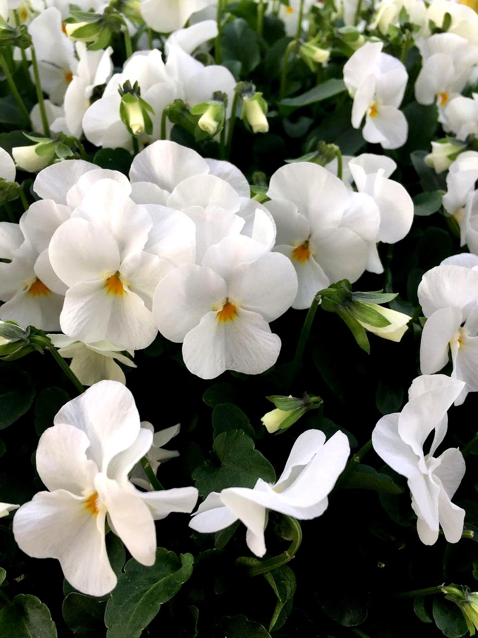 Image - pansy flower nature white plant