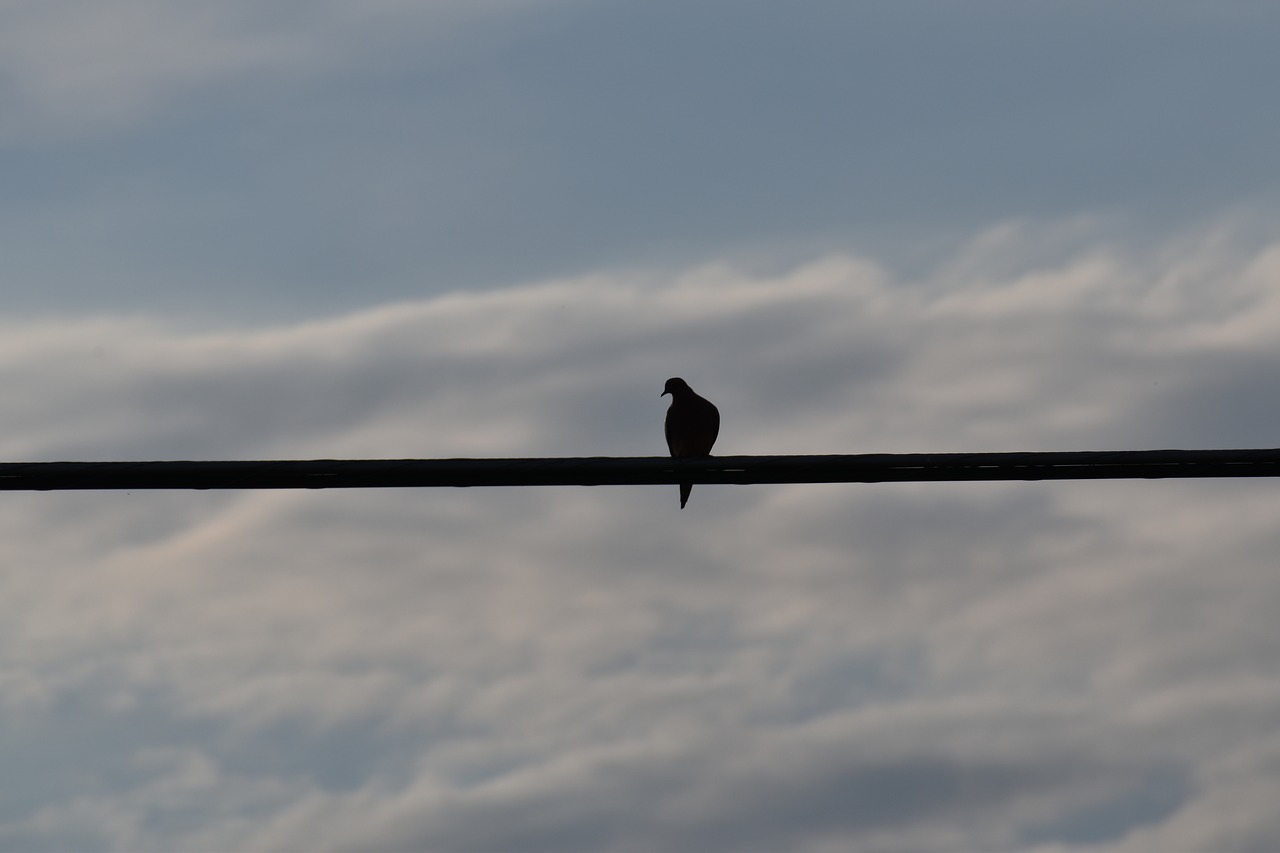 Image - bird on a wire silhouette