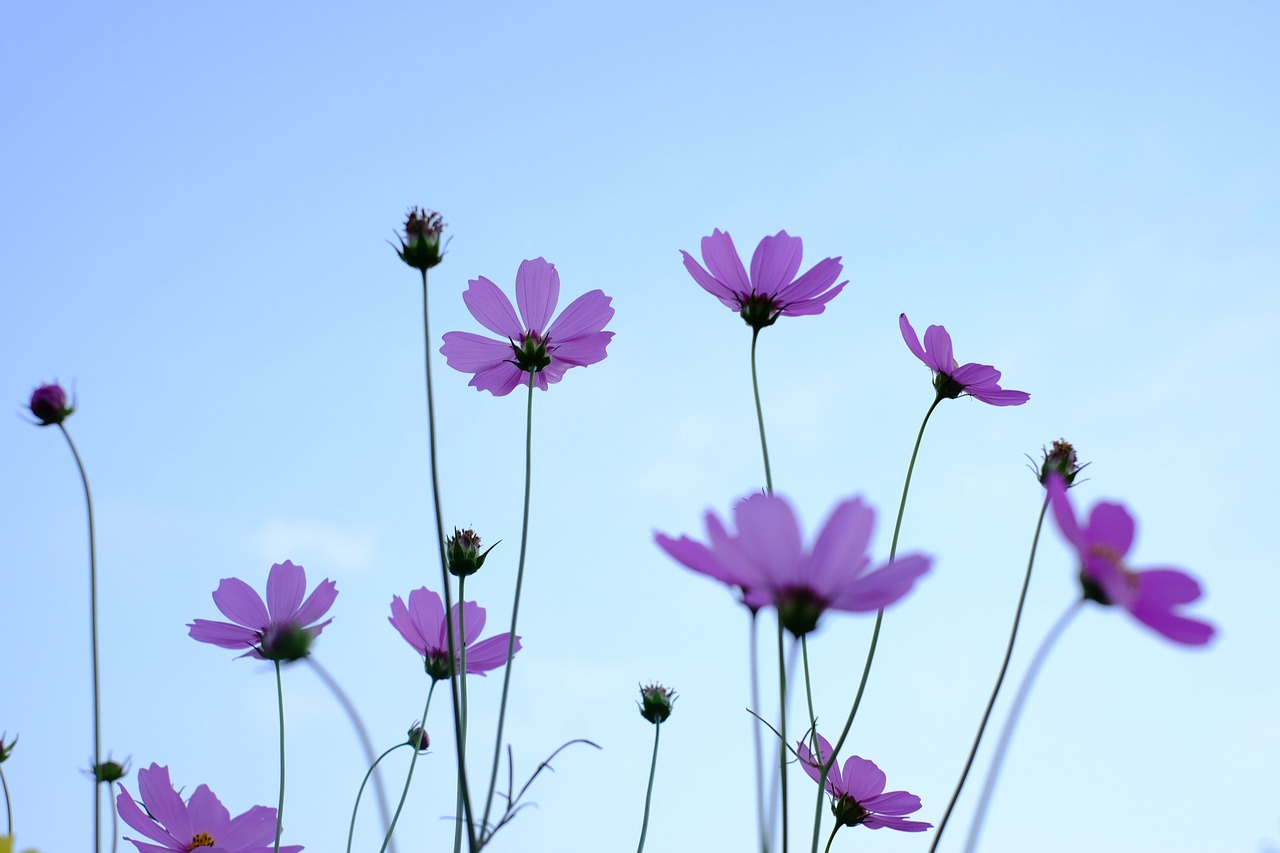 Image - flower cosmos fresh