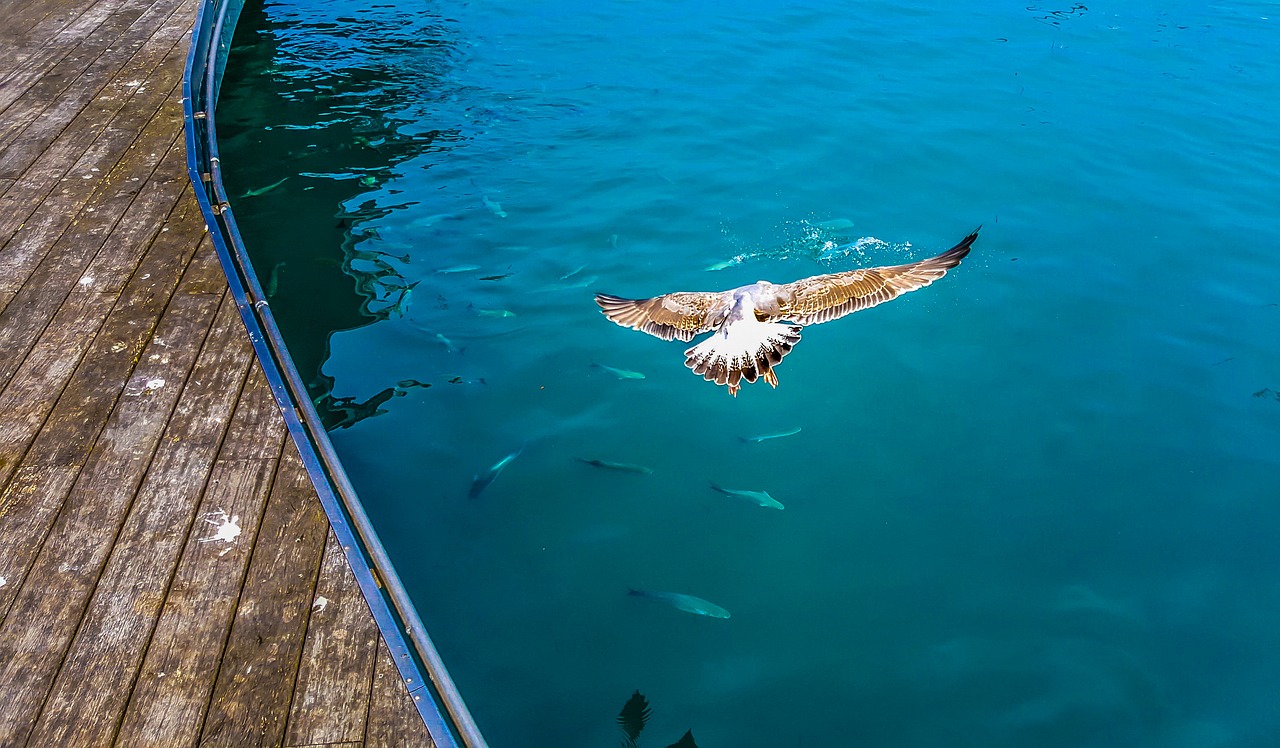 Image - seagull bird dive hunt prey eat