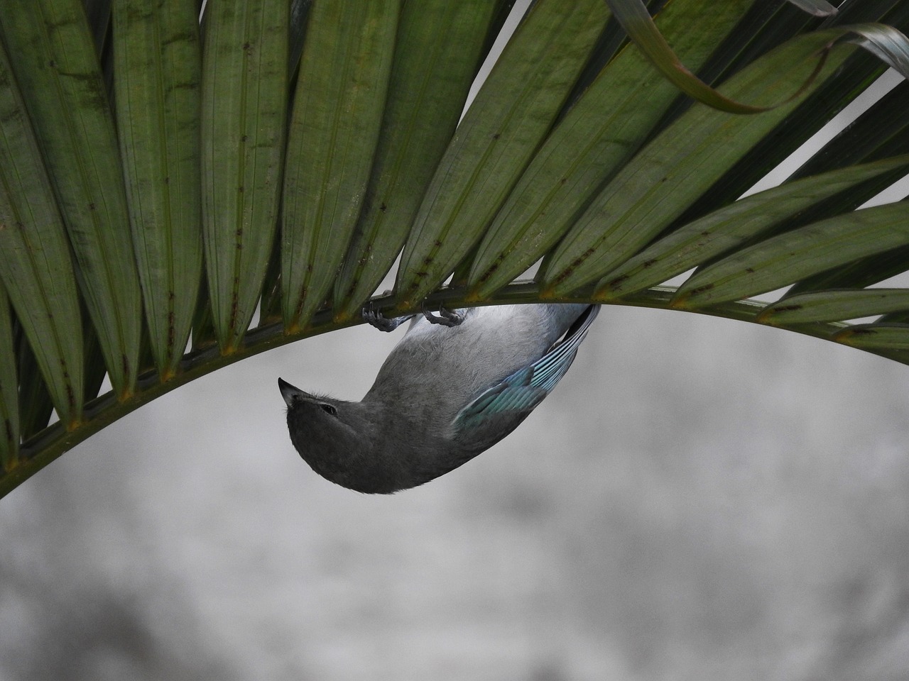 Image - birdie tightrope walker