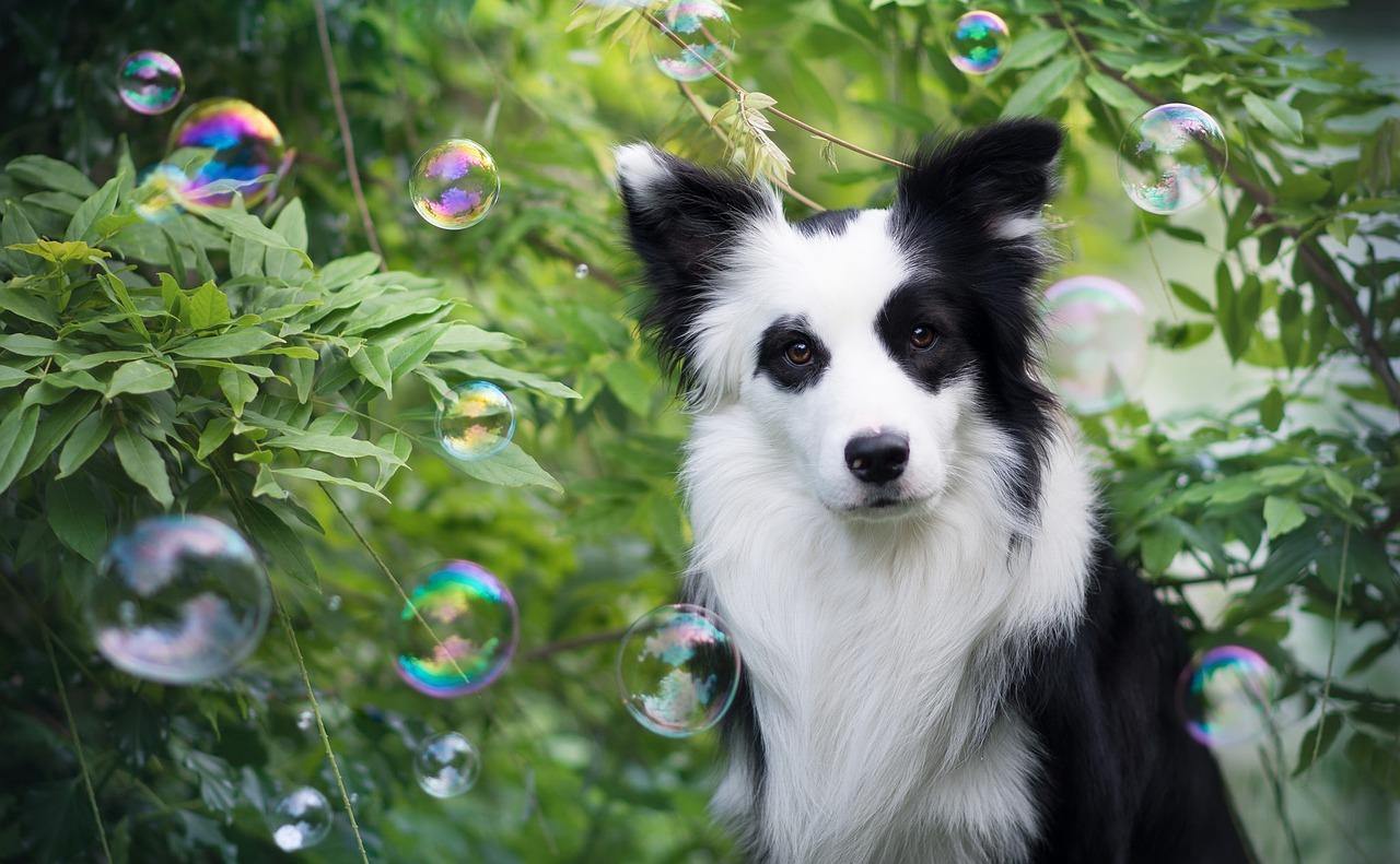 Image - plant puppy animal