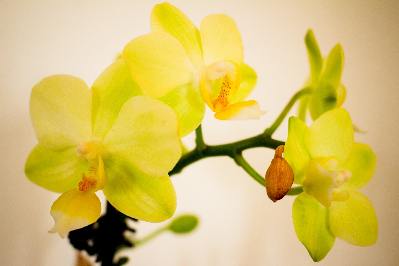 Image - orchid flower blossom plant botany