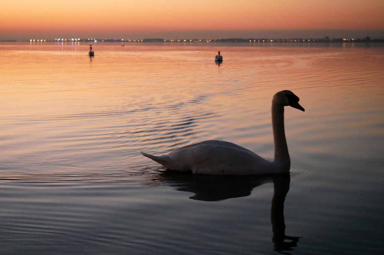 Image - swan pond evening