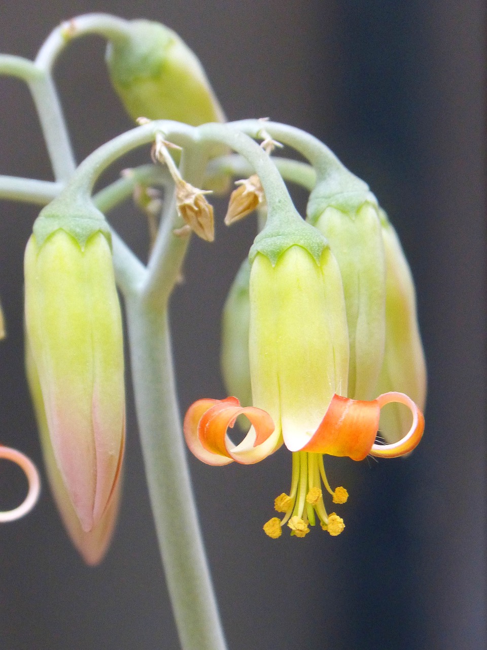 Image - flower bells beauty gross floor