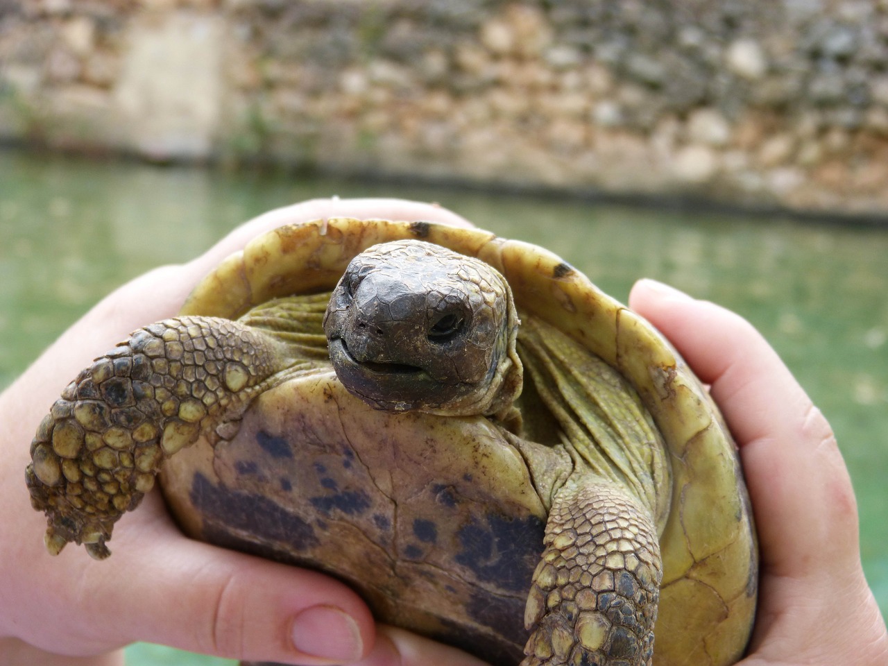 Image - mediterranean tortoise priorat