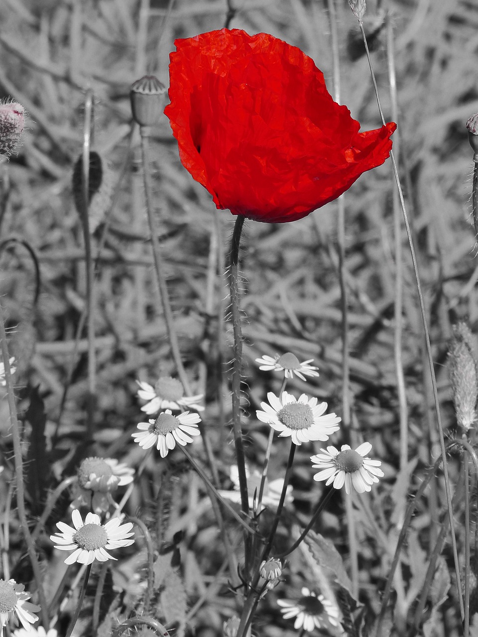 Image - poppy blossom bloom red field