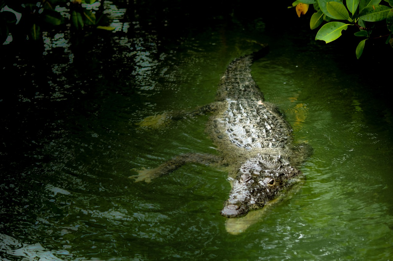 Image - mexico yucatan riolagartos laguna
