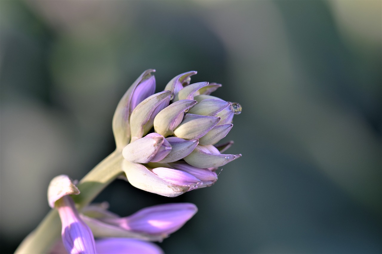 Image - hostas flower plant nature purple