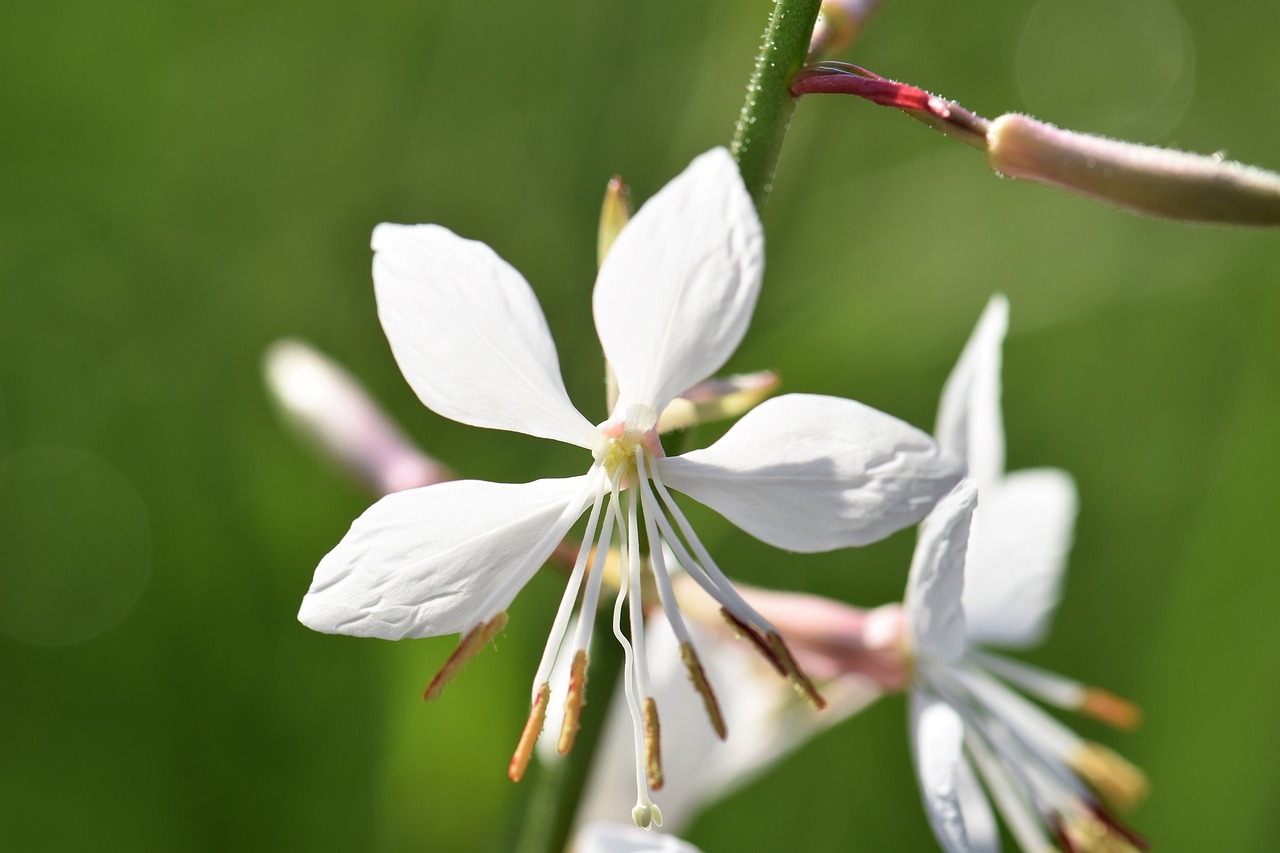 Image - gaura flower plant nature blossom