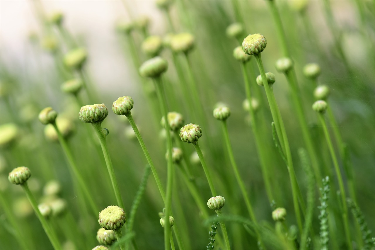 Image - olive herb spice herb herbs green