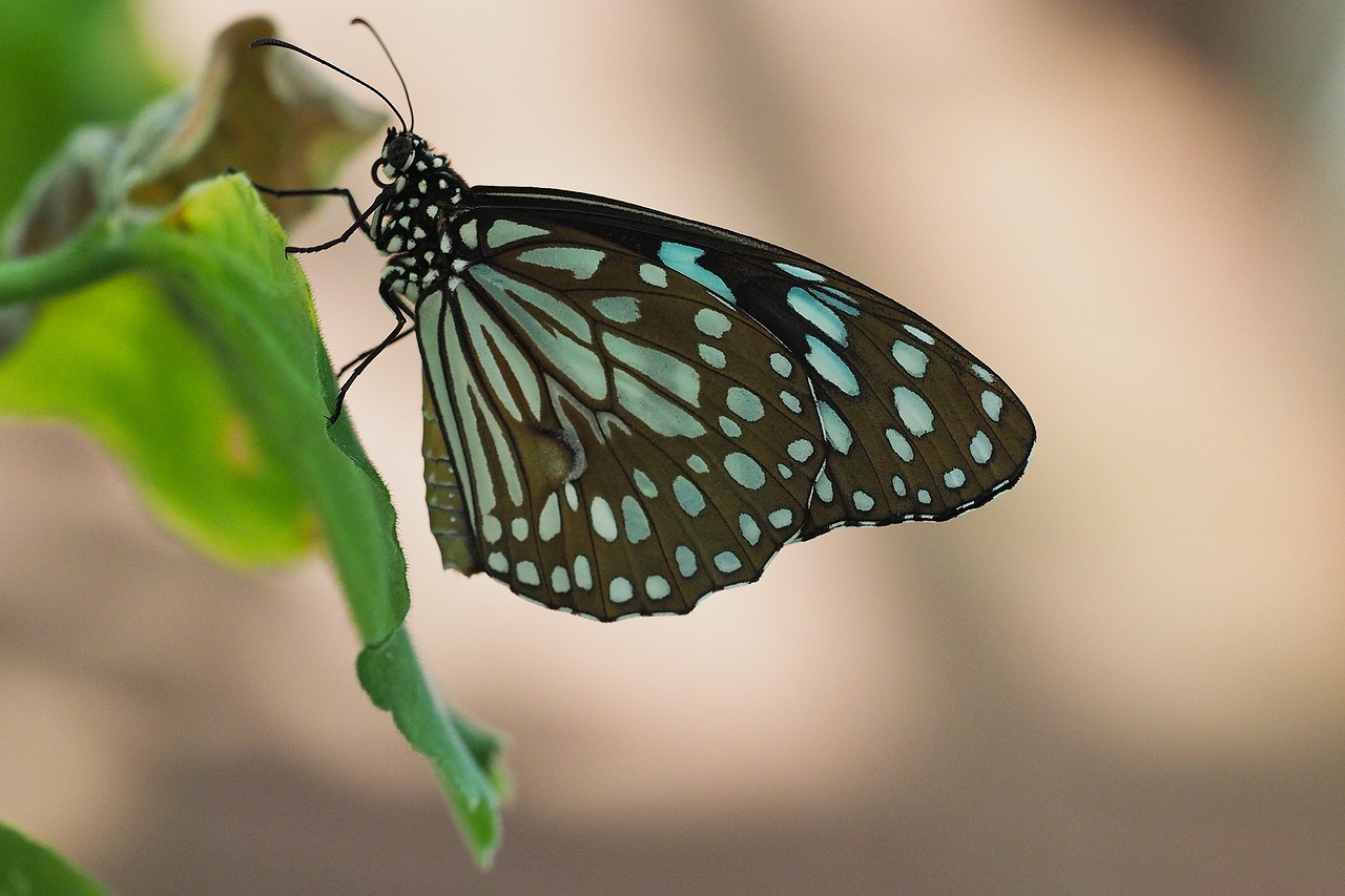 Image - butterfly insect public record